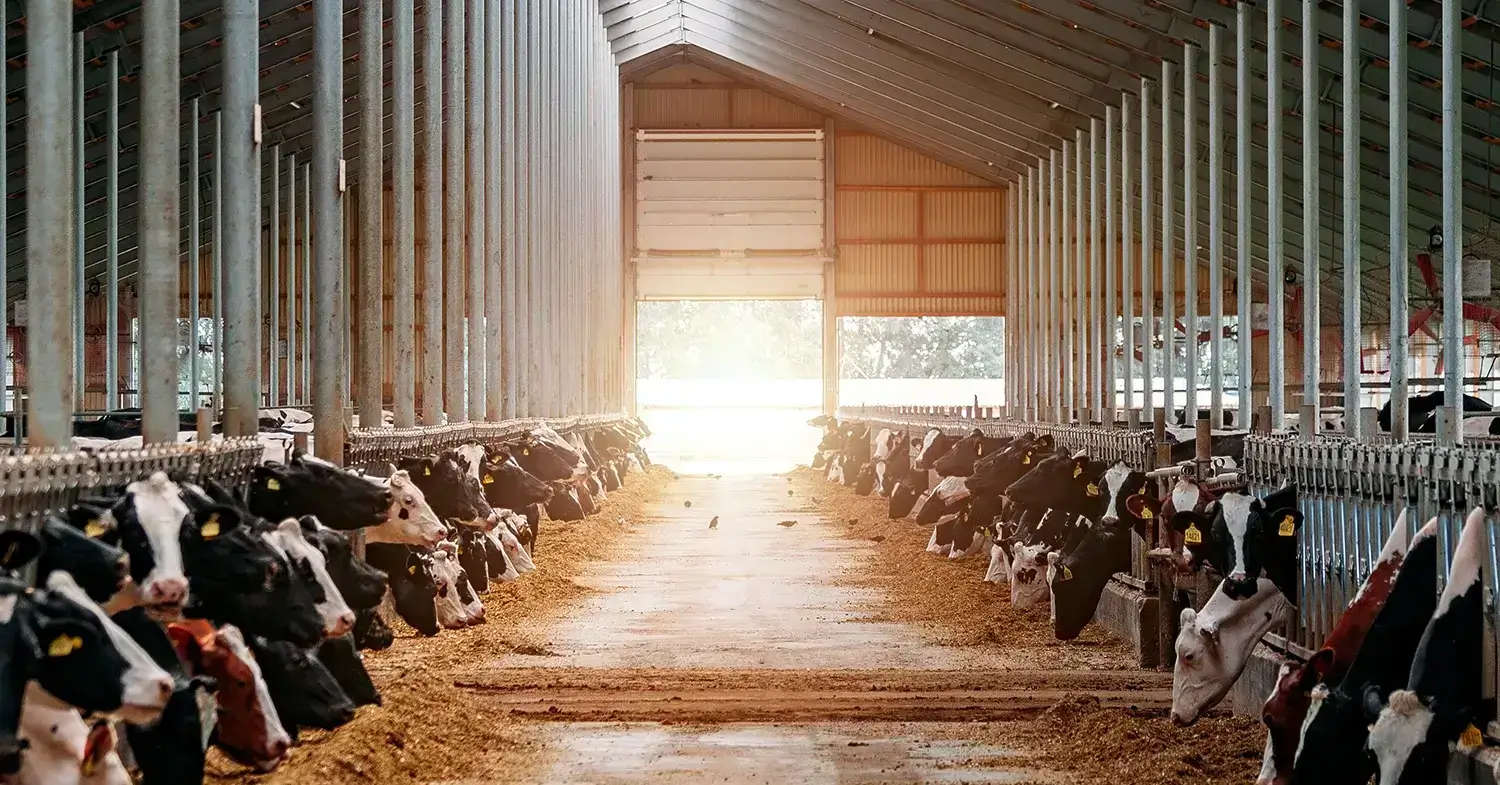 Cows eating in a barn at sunrise.