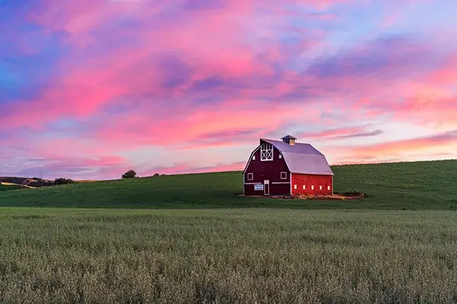 A red barn in palouse washington in a wheat field with a beautiful pink and purple sky.