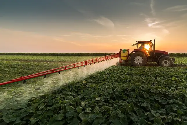 A tractor spraying pesticides on a vegetable field while the sun rises.